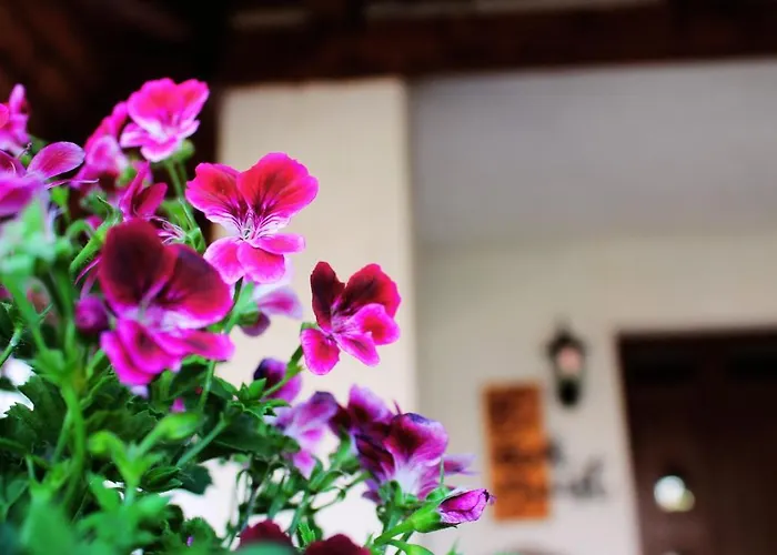 招待所 Mini Panzio 3*